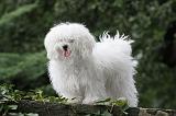 BICHON BOLONAIS 046